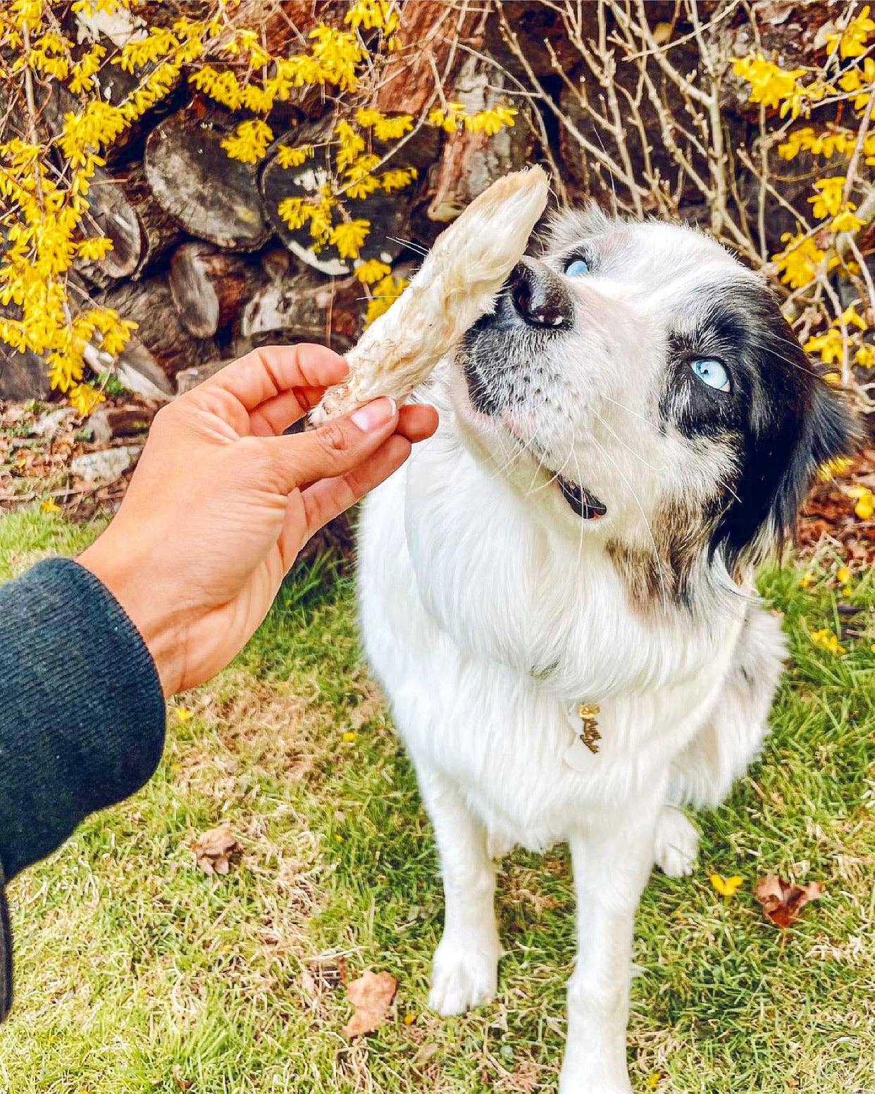 Naked Beasts, Inc. - Wholesale Pet Treats - Dog - Rabbit Feet7