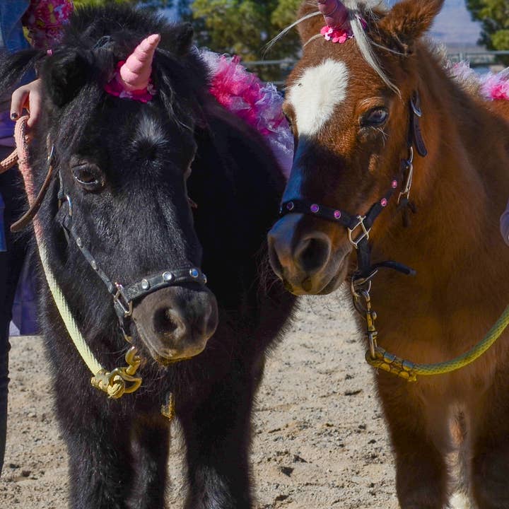 Circus Unicorn Shop – wholesale Dräkt - Katt och hund – Unicorn Horn för ponny13
