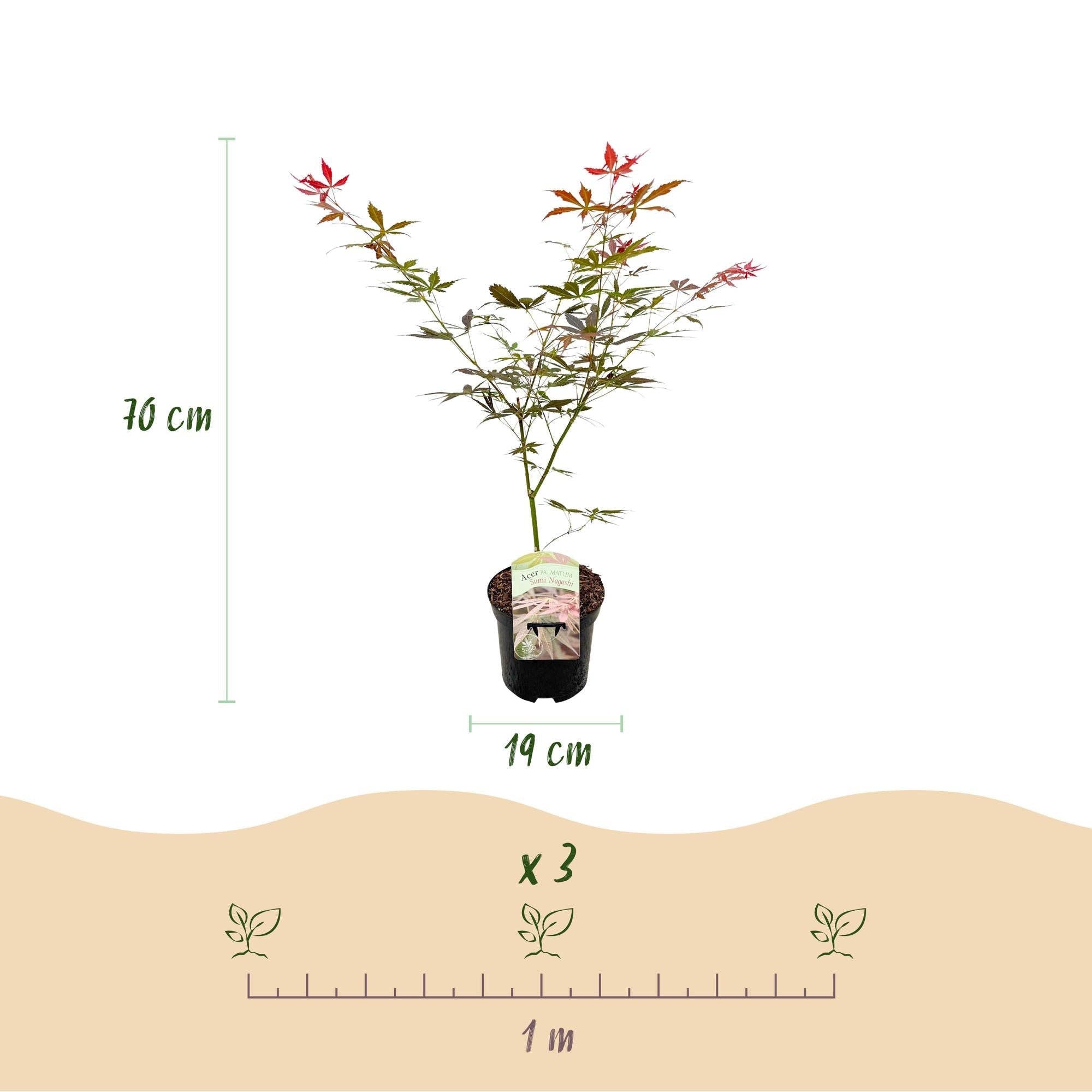 Oasis of Life - Wholesale Live Plant - Japanese Maple Acer palmatum 'Sumi-nagashi' – Red Ornamental Maple – Balcony & Terrace Plant – Ø19 cm – Approximately 70 cm tall – Elegant fan maple with glossy dark red foliage4