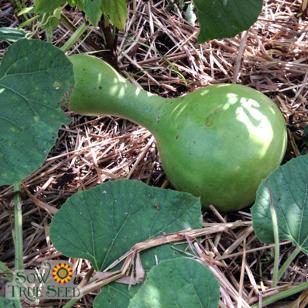 Sow True Seed - Vente Nichoir - Gourd Seeds - Birdhouse Bottle1