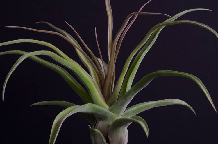 The Artizan Way - Wholesale Live Plant - Tillandsia Streptophylla - Air Plant6