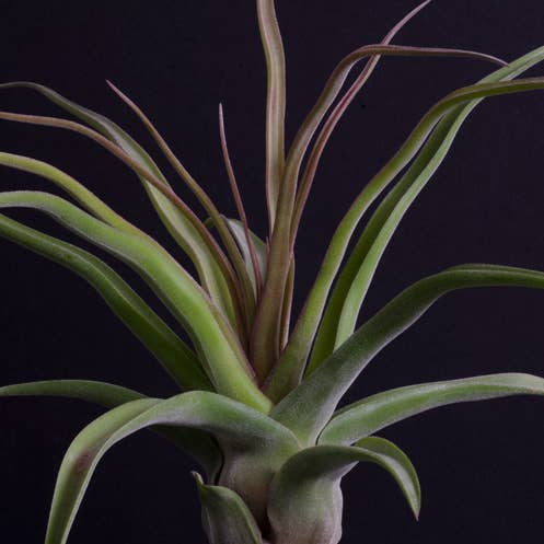 The Artizan Way - Wholesale Live Plant - Tillandsia Streptophylla - Air Plant6