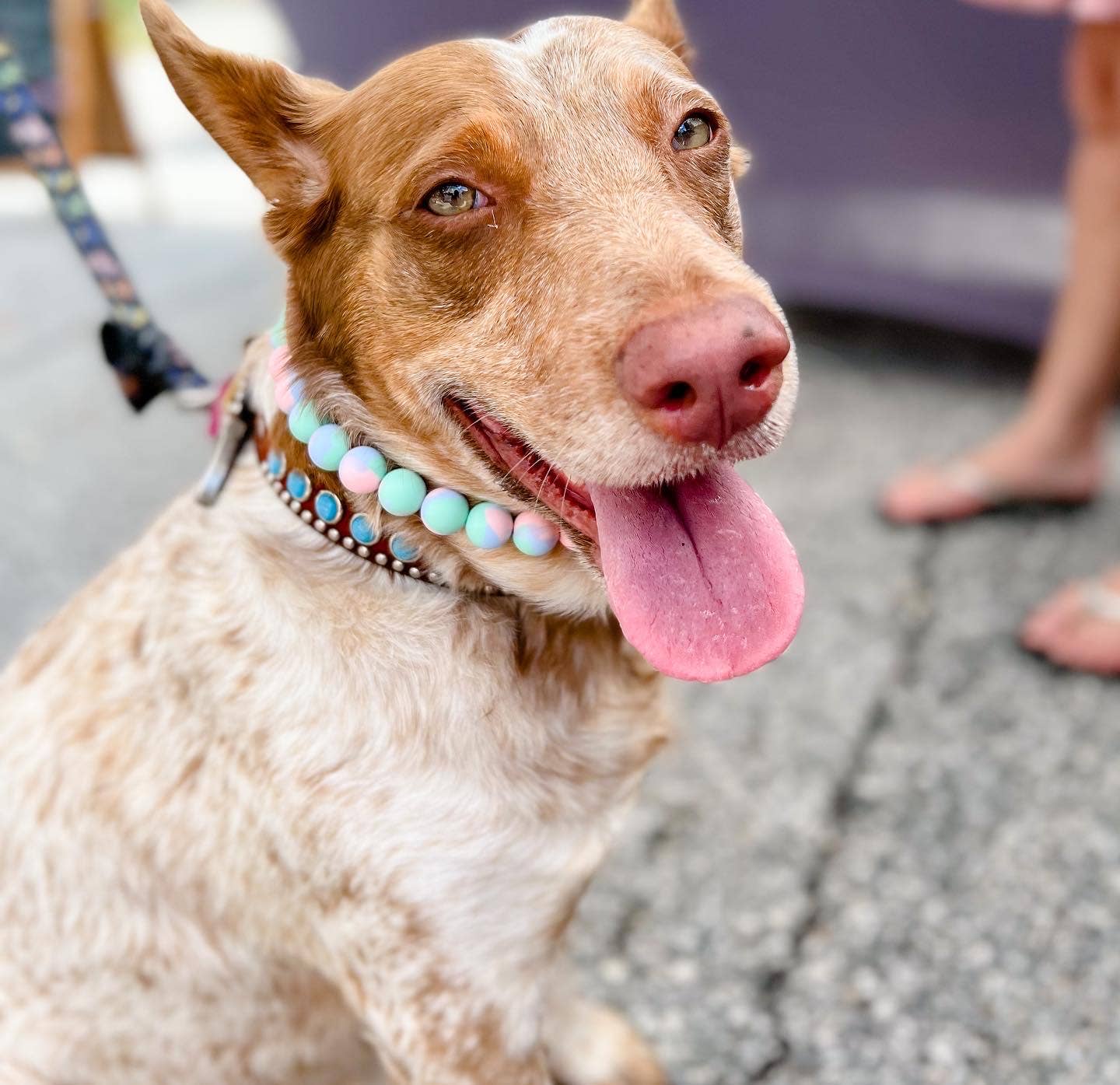 Dainty Paws - Wholesale Pet Collar - Cat/Dog - Simply Sweet | Beaded Dog Necklace (Medium/Large Sizes)0