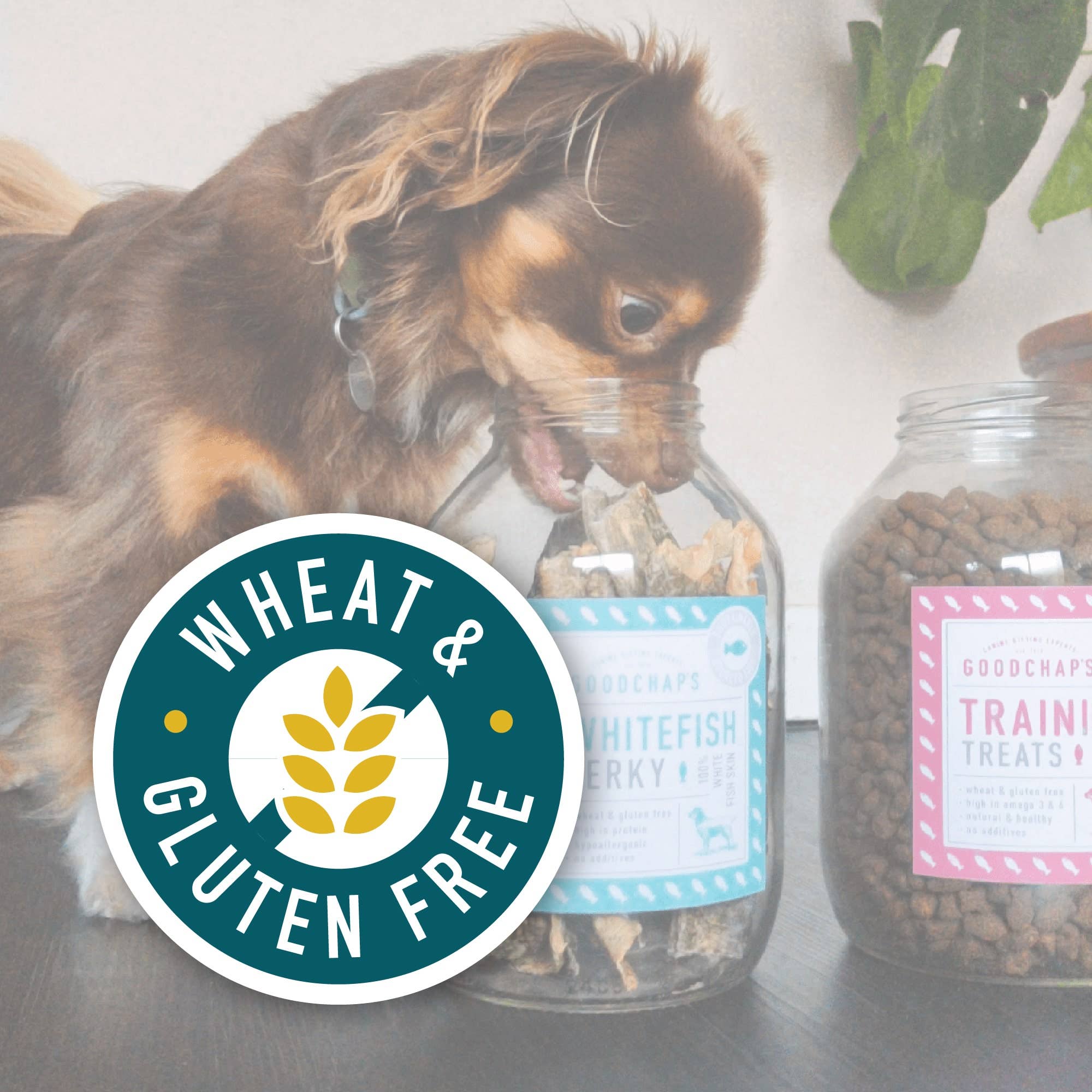 Goodchap's - Vente Friandises – chien - Friandises d'entraînement pour poissons | Friandises écologiques | Sans plastique9