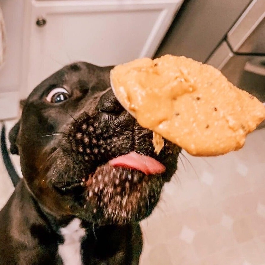 Elite Pet Distributors - Wholesale Pet Treats - Dog - Bark Bistro Chicken Collagen Buddy Budder 17oz jar2