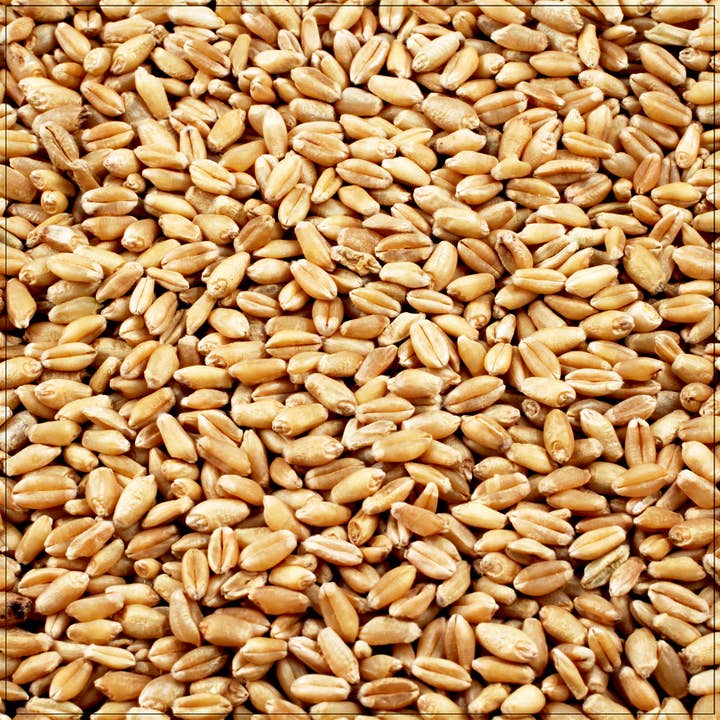 Wheat Berries for wholesale by Alive Herbals