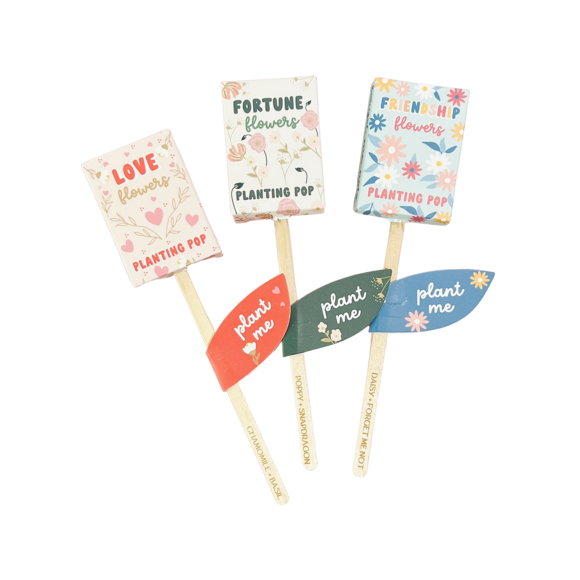 Sow the Magic - Vendita all'ingrosso Semi di piante - Germogli da piantare Friendship Flowers Garden + regalo con semi2