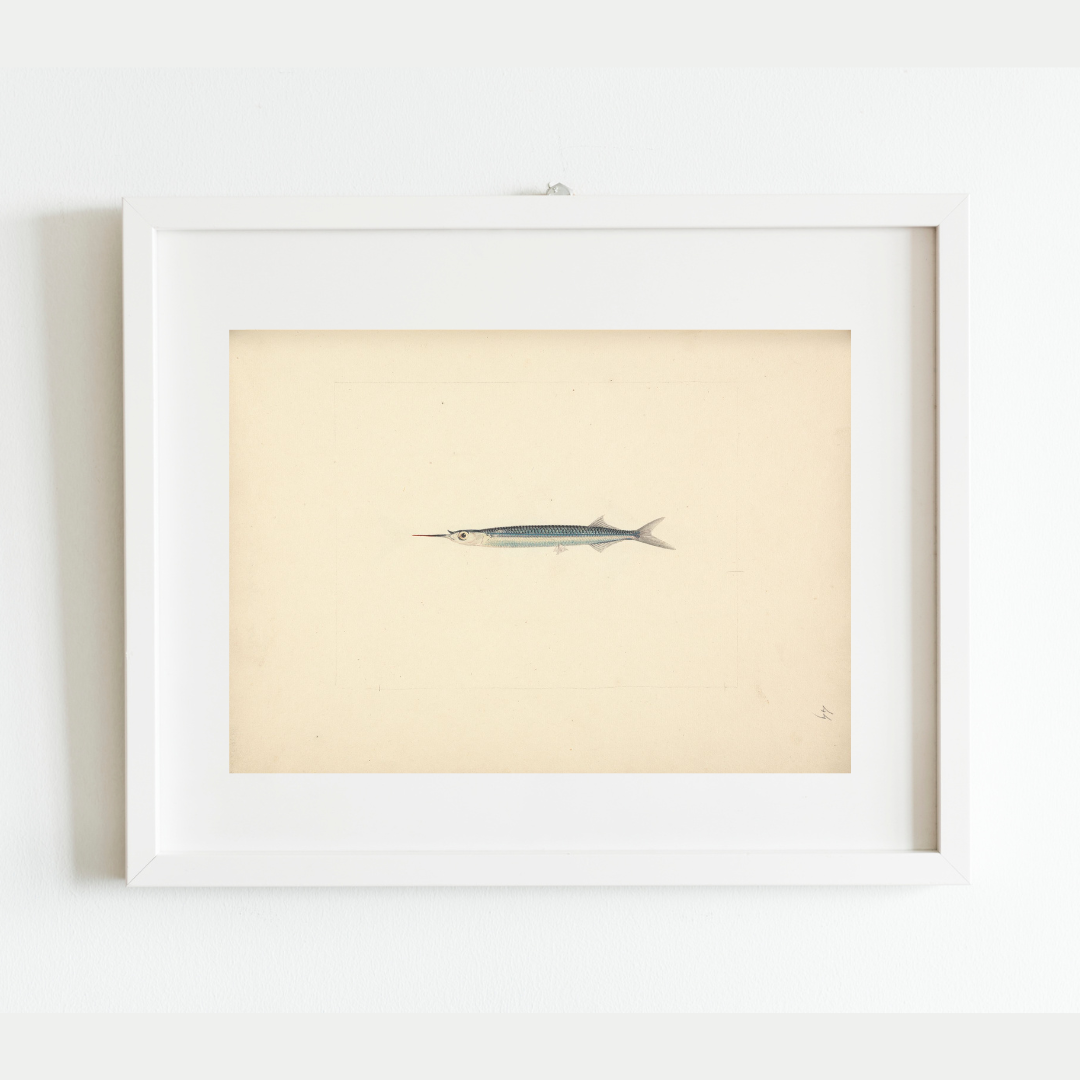 Sea to Skye - Wholesale Art Print - Antique Fish Print2