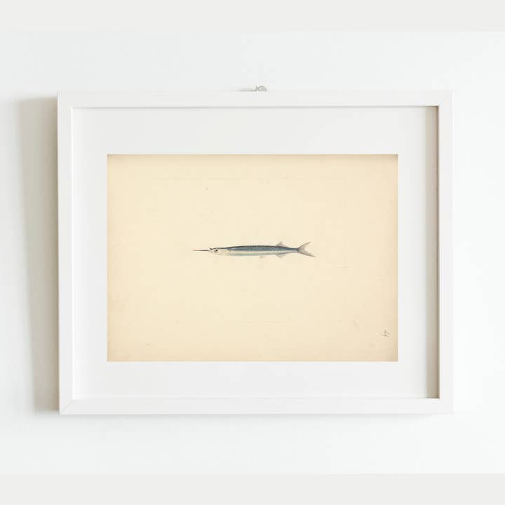 Sea to Skye - Wholesale Art Print - Antique Fish Print2