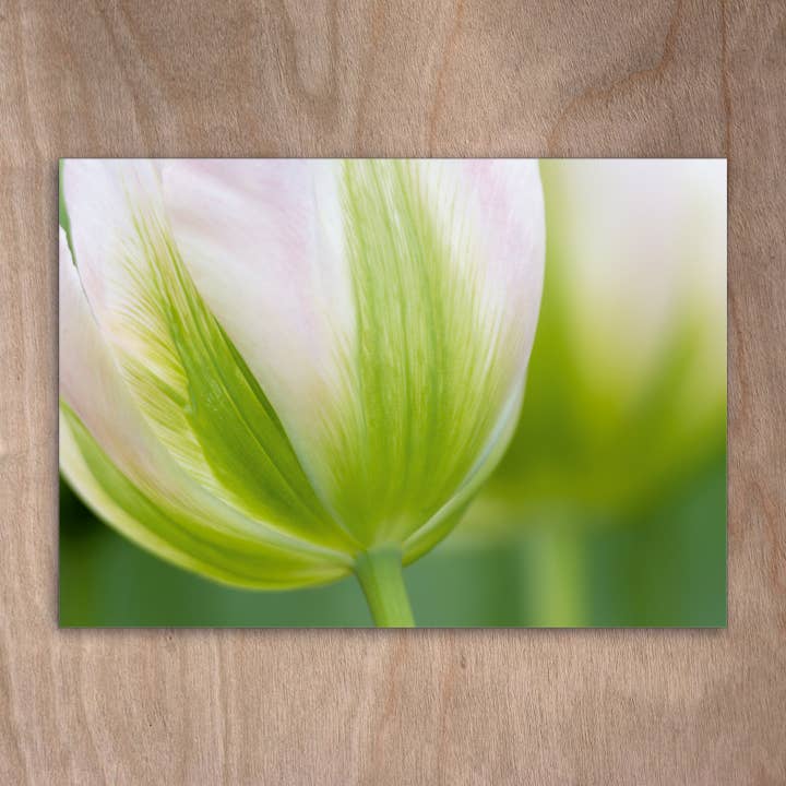 Carte postale Eye0250 Tulip Tulip Flowers Spring pour la vente par eye-comm
