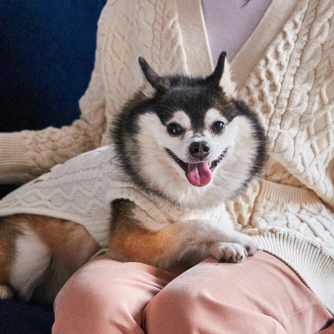 Nooee pet - Wholesale Pet Sweater - Dog - Nooee Pet X Demy Lee Wool Off White Cable Sweater0