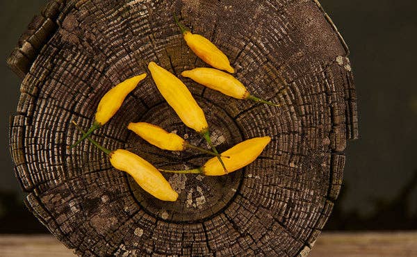 Springs Fireplace - Wholesale Hot Sauce - Aji Mango4