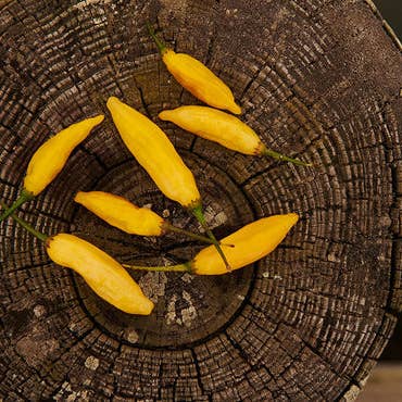 Springs Fireplace - Wholesale Hot Sauce - Aji Mango4