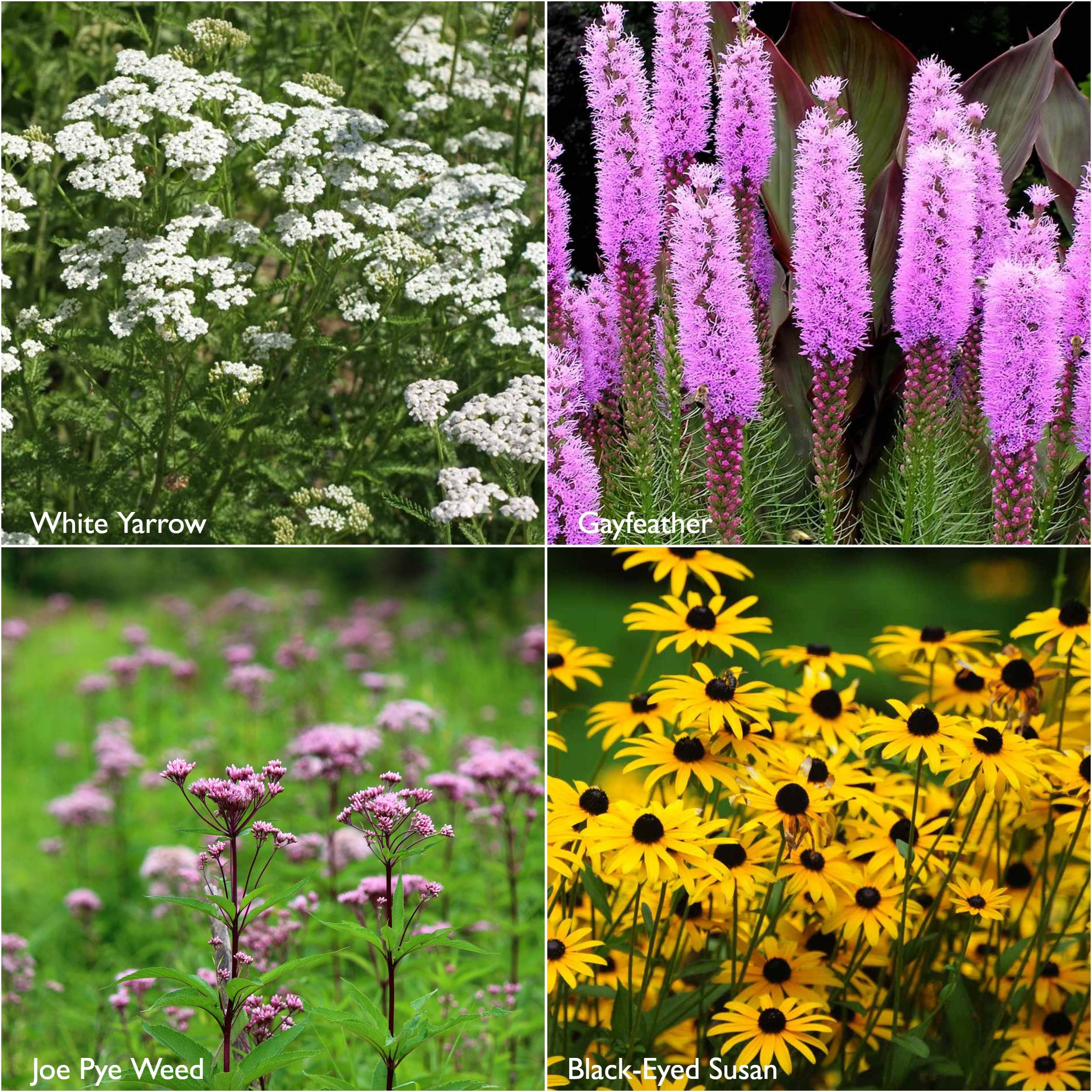 Potting Shed Creations, Ltd. - Wholesale Plant Seeds - Scatter Garden | Monarch Butterfly Milkweed | Pollinators5