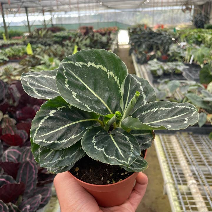 House Plant Wholesale - Wholesale Live Plant - Calathea 'Green Goddess' Live Plant