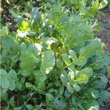 Lettuce Seeds - Herb Salad Mix for wholesale by Sow True Seed