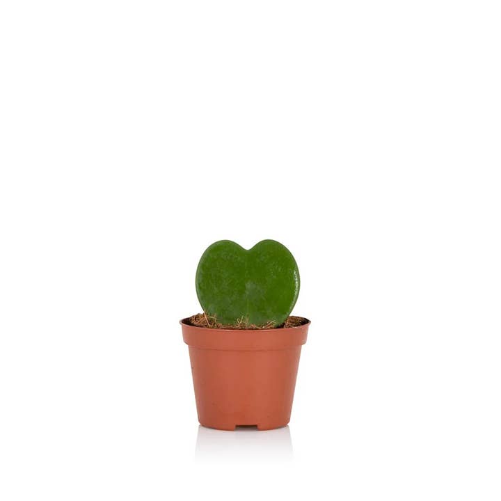 The Little Botanical - Wholesale Live Plant - Hoya Kerrii (Single Heart) π15