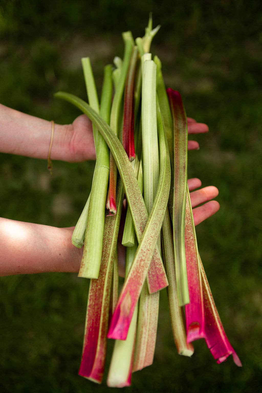 COUR RHEOUM - Wholesale Wellness Juice/Tonic - Rhubarb truth4
