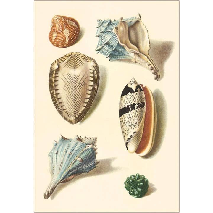 Autocollant TS-141 Coquillages pour la vente par Found Image Press