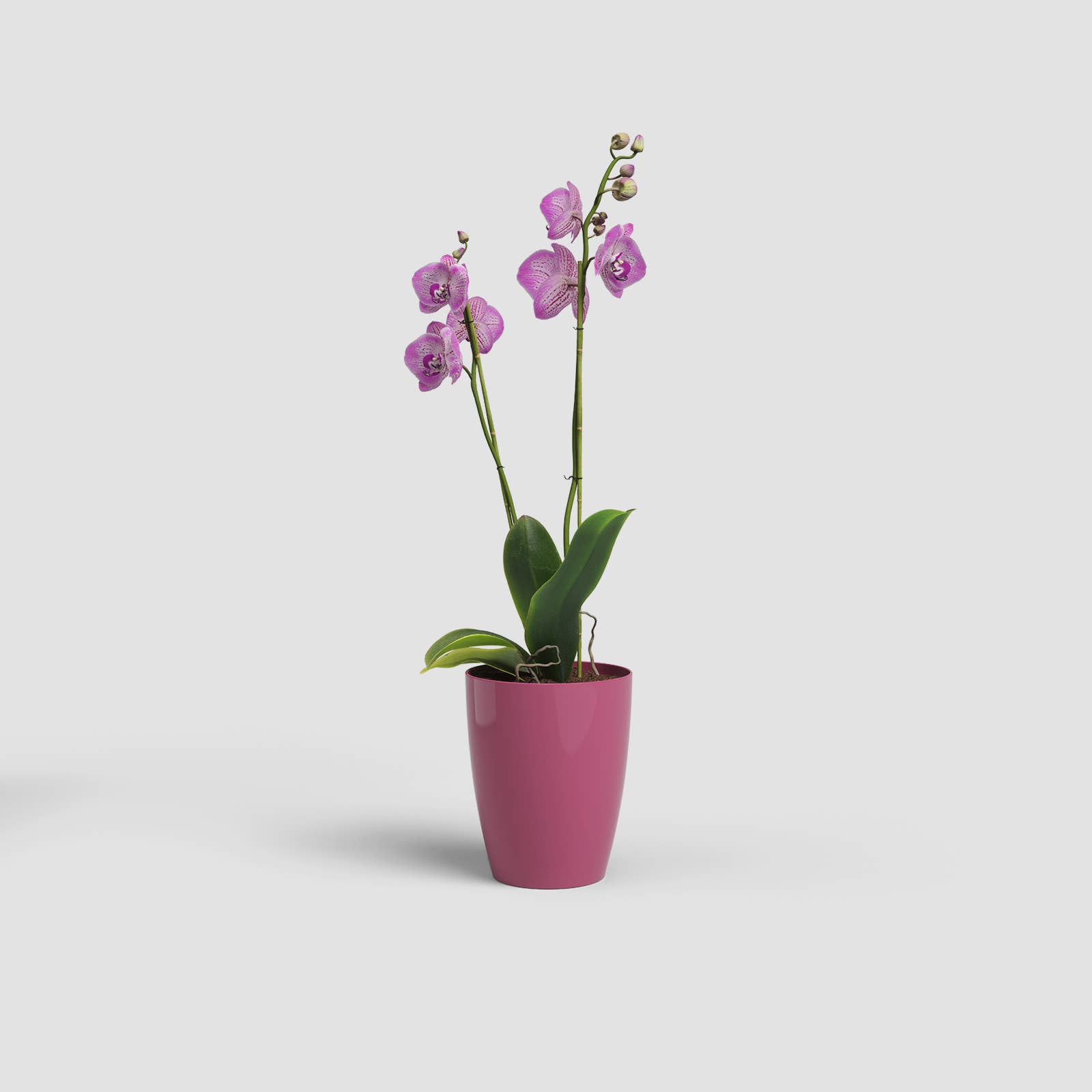 ARTEVASI, SA - Wholesale Vase - Plastic orchid pot4