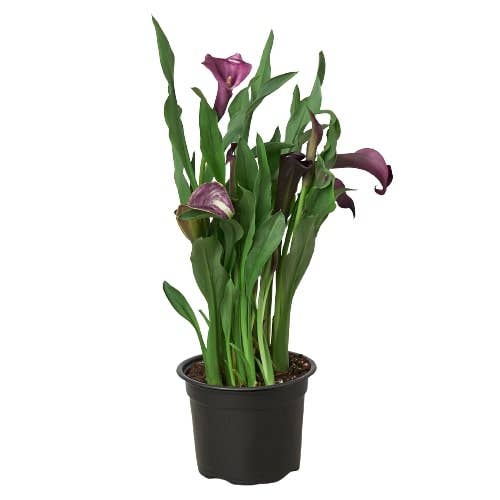House Plant Wholesale - Wholesale Live Plant - Calla Lily Zantedeschia - 6" Pot
