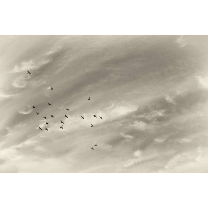 Flock of Birds Art: Neutral, Minimalist Nature Art for wholesale by Brooke T Ryan Photographic Art
