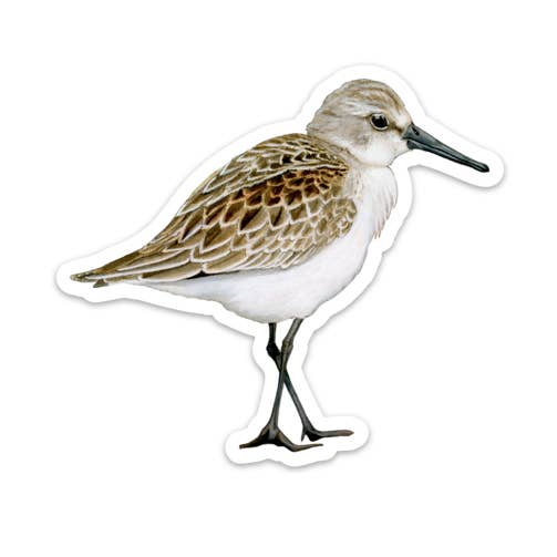 Amy Rose Moore Illustration - Wholesale Sticker - Sandpiper STICKER