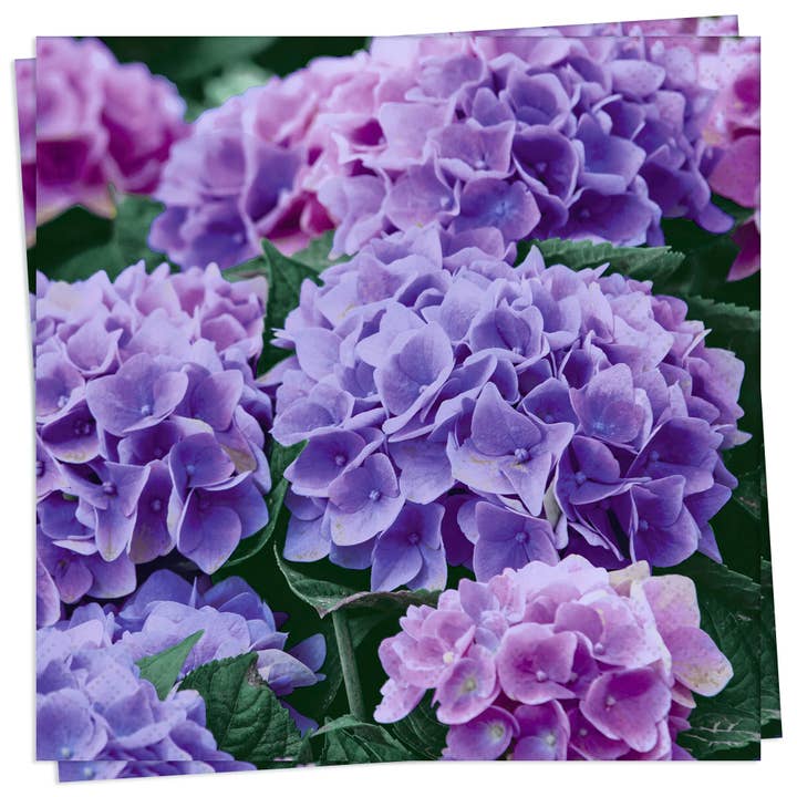 Twilight Collection - Wholesale Disposable Napkin - Lilac Hydrangea Luncheon Napkin