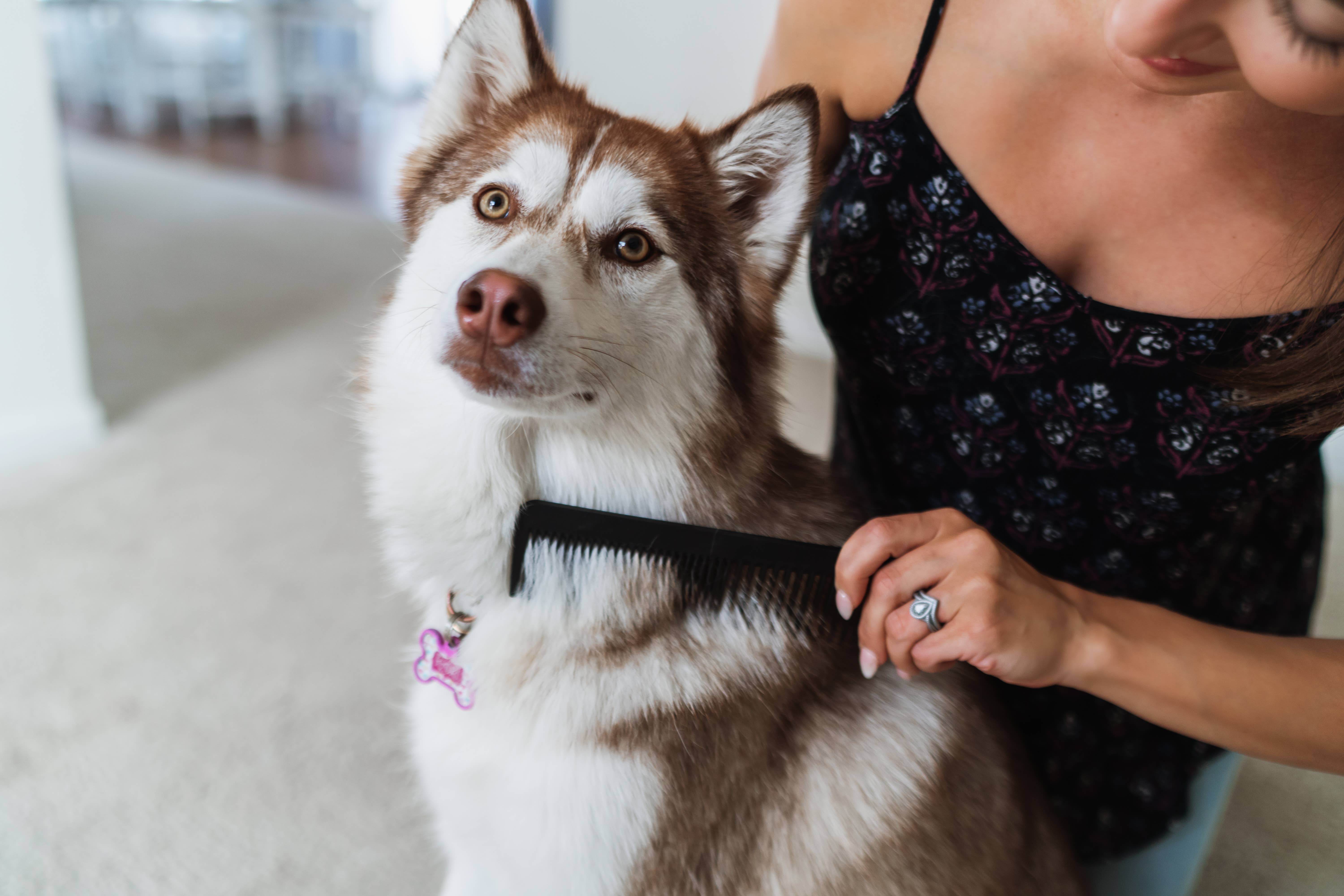 Chicago Comb Co. - Wholesale Pet Brush - Cat/Dog - The Pet Comb3