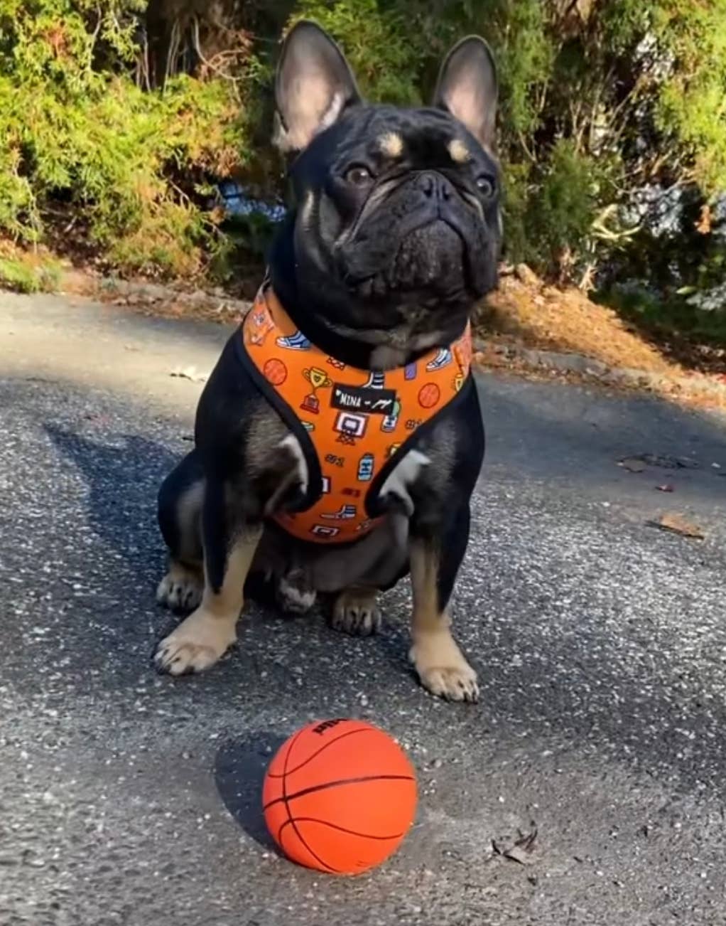 Mina + Pup - Wholesale Pet Harness - Dog - Got Game? Basketball and Sports Adjustable Dog Cat Harness8