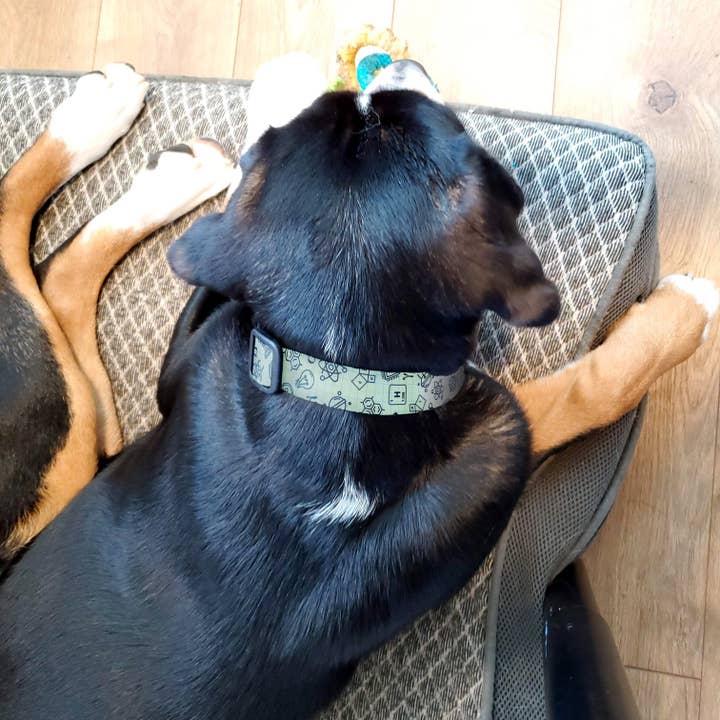 STEM Dog Collar - Made in the USA for wholesale on Faire