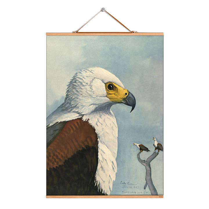Ilustración de pergamino n.º 220/ Fuertes/Schreiseeadler para venta al por mayor de Eicie