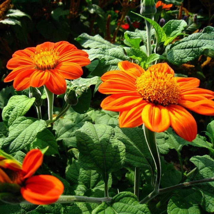 Sow True Seed - Wholesale Plant Seeds - Tithonia Seeds - Mexican Sunflower3