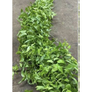 Florasource - Wholesale Fresh Cut Flowers - Southern Smilax 10 bunches CALIFORNIA Grown5