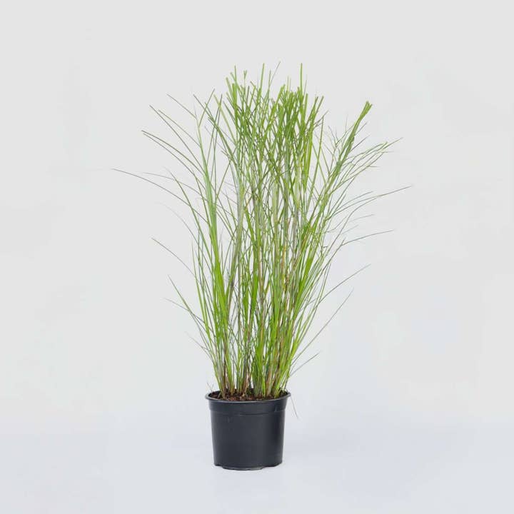 Oasis of Life - Wholesale Live Plant - Chinese Silver Grass Zebrinus – Miscanthus sinensis 'Gracillimus' – Height 40–60cm – Ø23cm – Ornamental grass with elegant growth – Hardy & easy to care for – For garden, bed & container – Non-toxic for animals