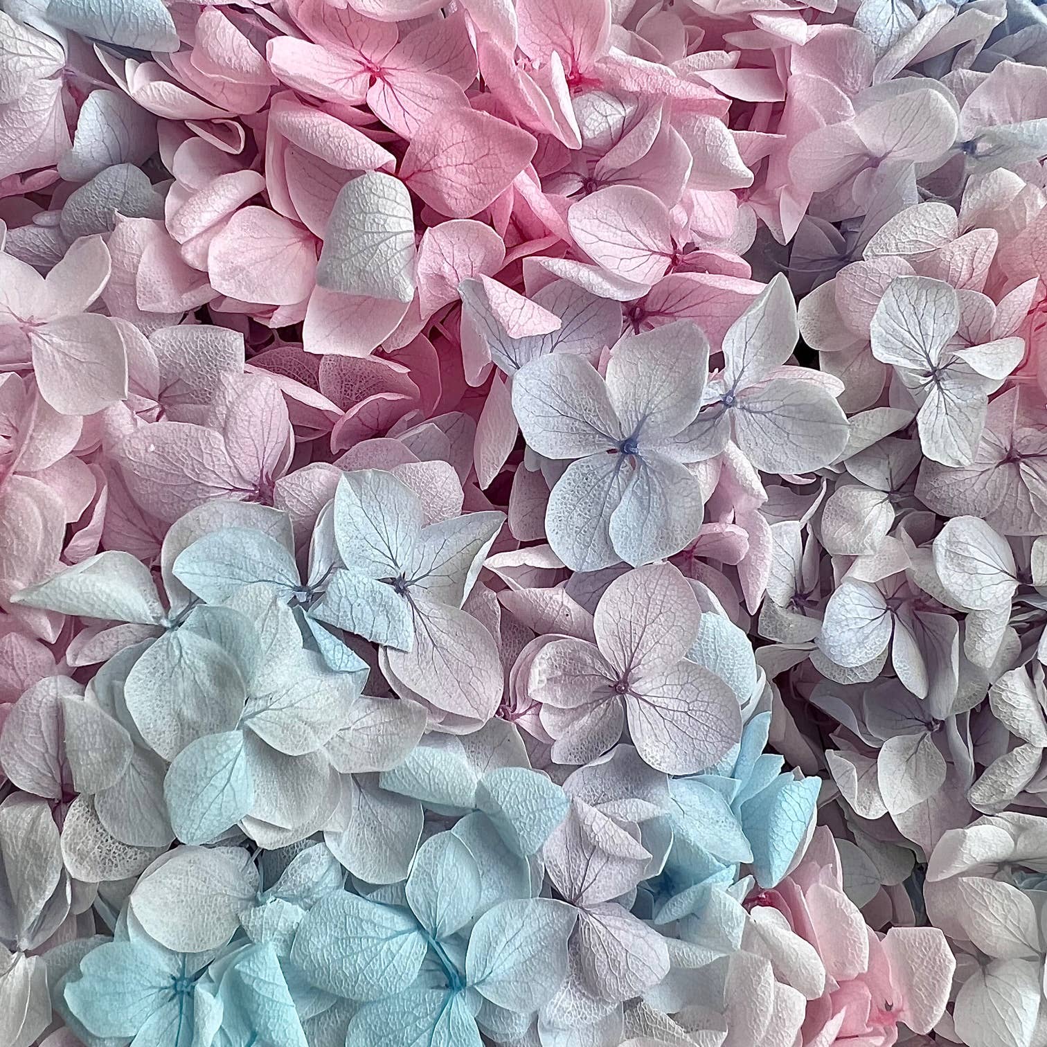 Flowery Work - Wholesale Dried/Pressed Flowers - 30 Colours Preserved & Dried Boxed Hydrangea Flower 30g19