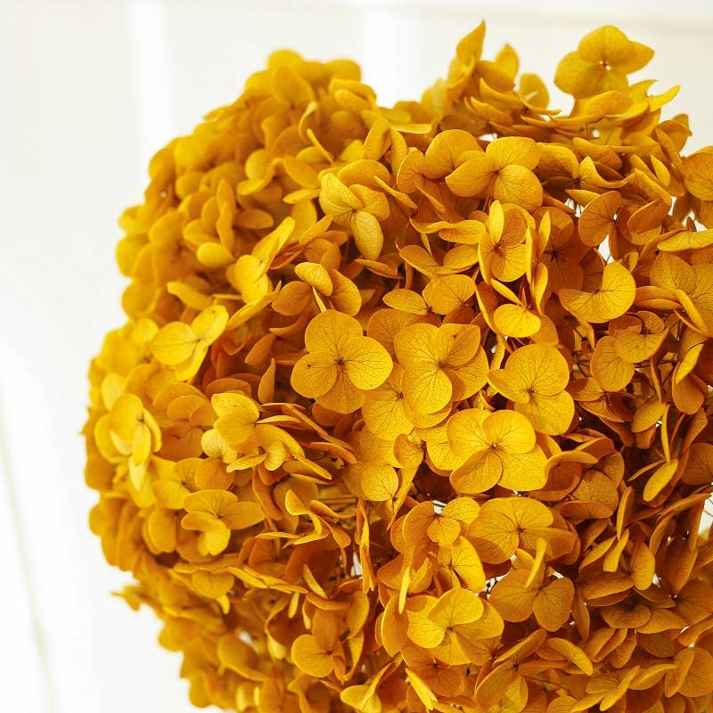 Floral Fields - Wholesale Dried/Pressed Flowers - Dried Preserved Hydrangea Large Head for Floral Design2