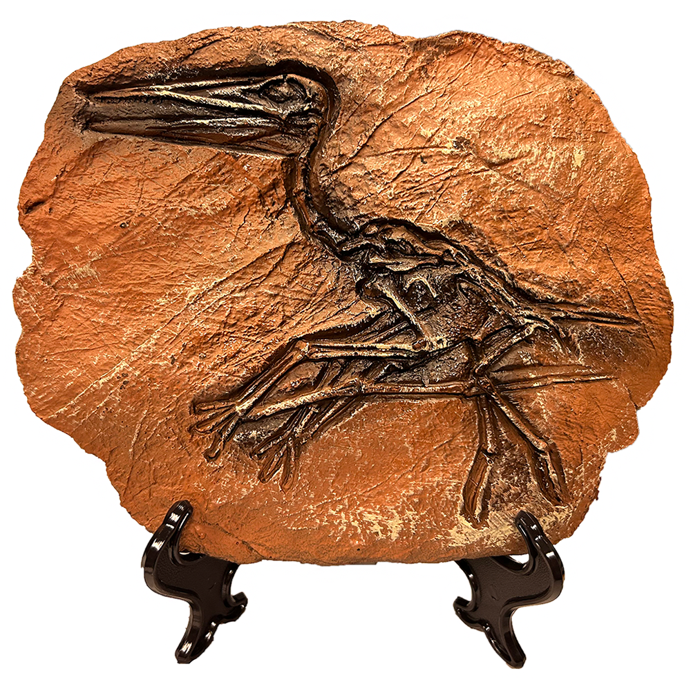 Texas Toy Distribution – wholesale Decorative figurine – Dinosaur Prehistoric Skeleton Plaque w/ Holder, 4 Dinosaurs4