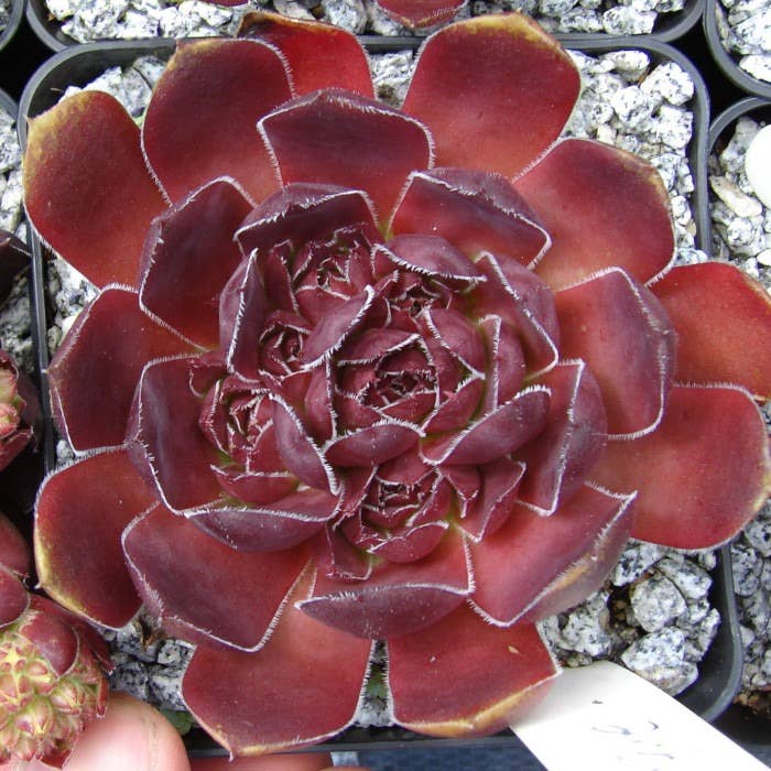 Best Plant Friend - Wholesale Succulent - Sempervivum heuffelii 'Mystique' – 2-Inch Grower Pot2