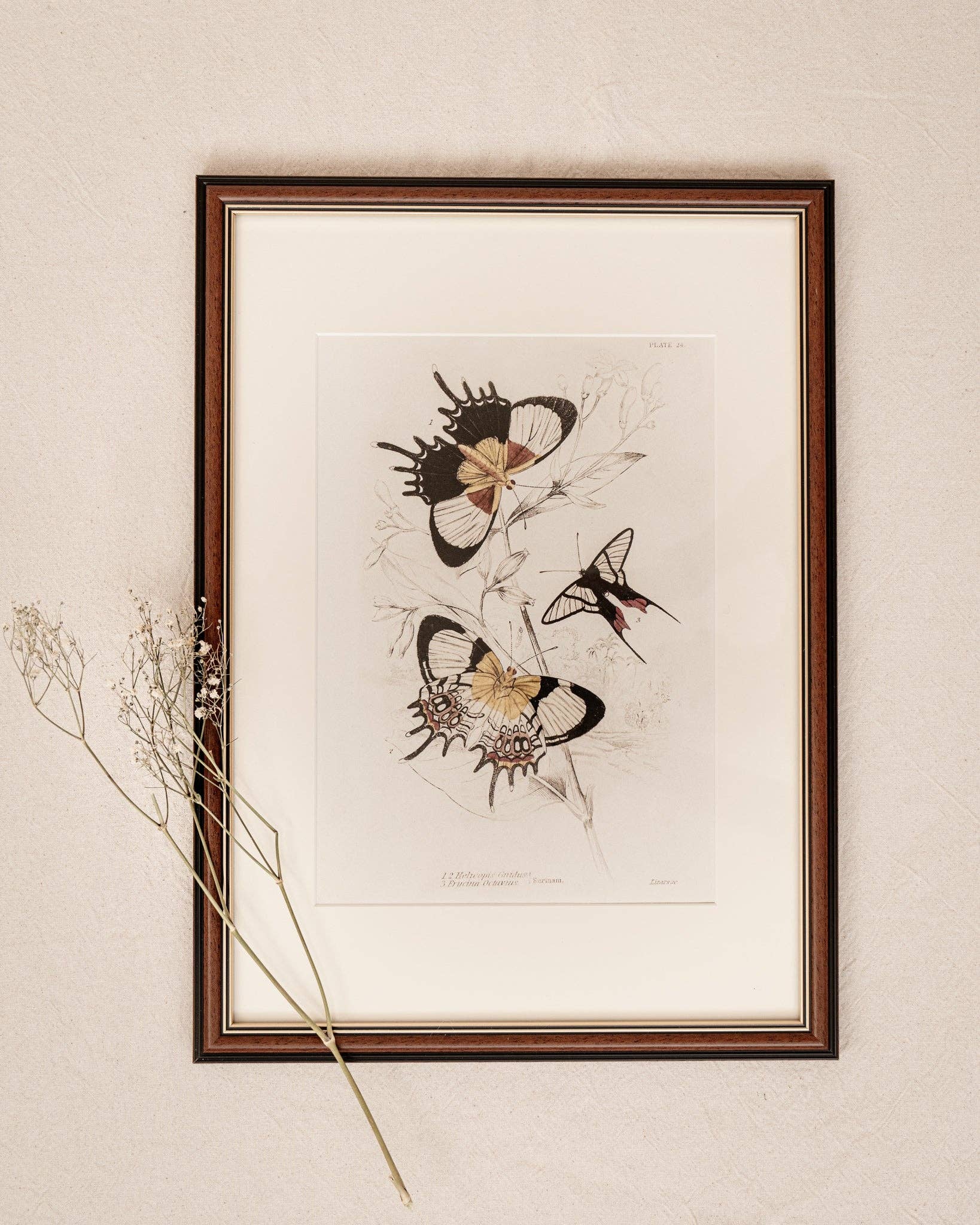 Coultura - Wholesale Gallery Wall Set - Framed Set of Six Vintage Butterfly Art Prints (Classic Teak Frame Collection)3