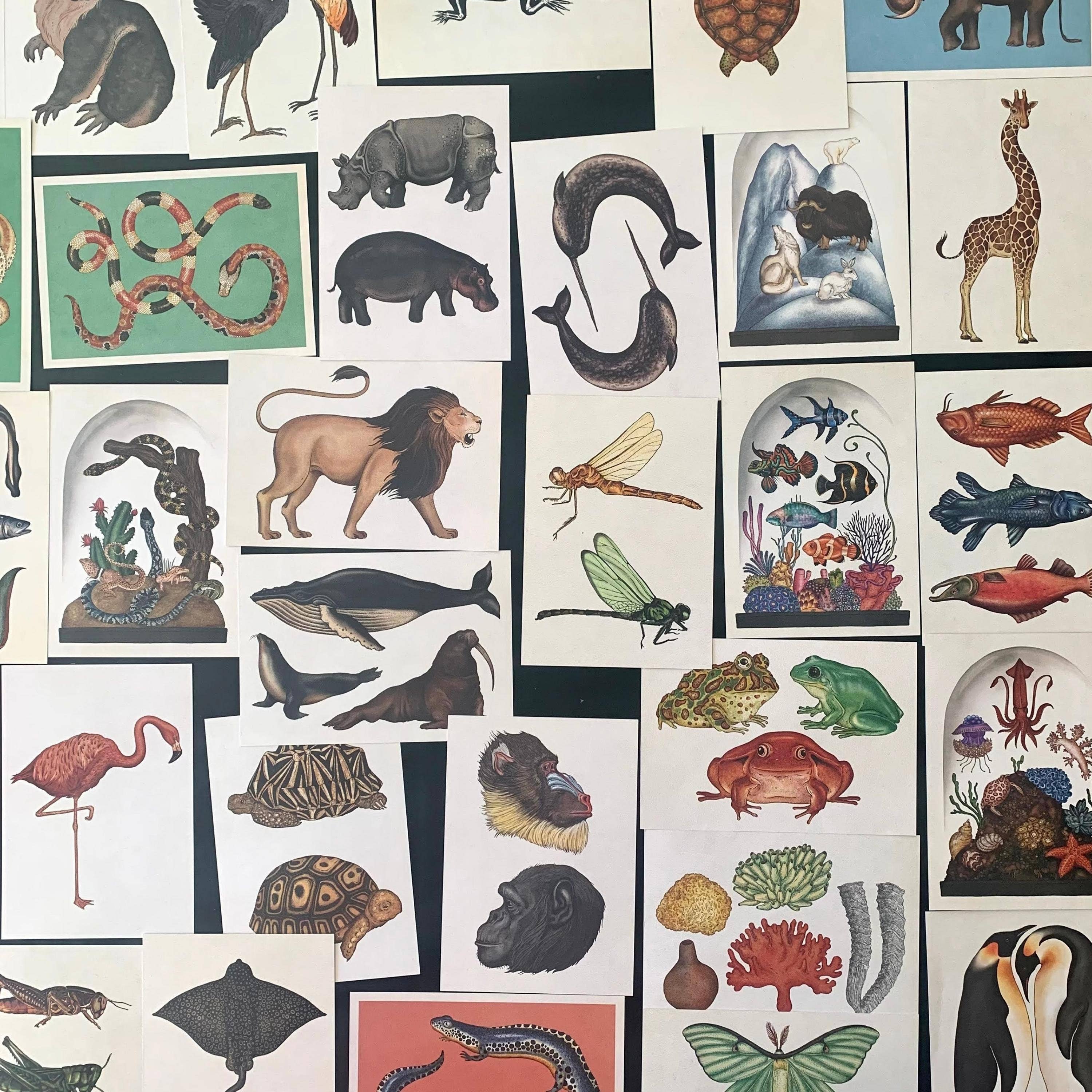 Magnifique Hearts - Wholesale Ansichtkaartset - Ansichtkaarten met dieren in vintage stijl, prachtige illustraties | Set1