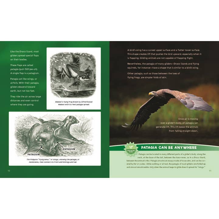 W. W. Norton - Wholesale Early Reader Book (6-8) - Catching Air: Taking the Leap with Gliding Animals4