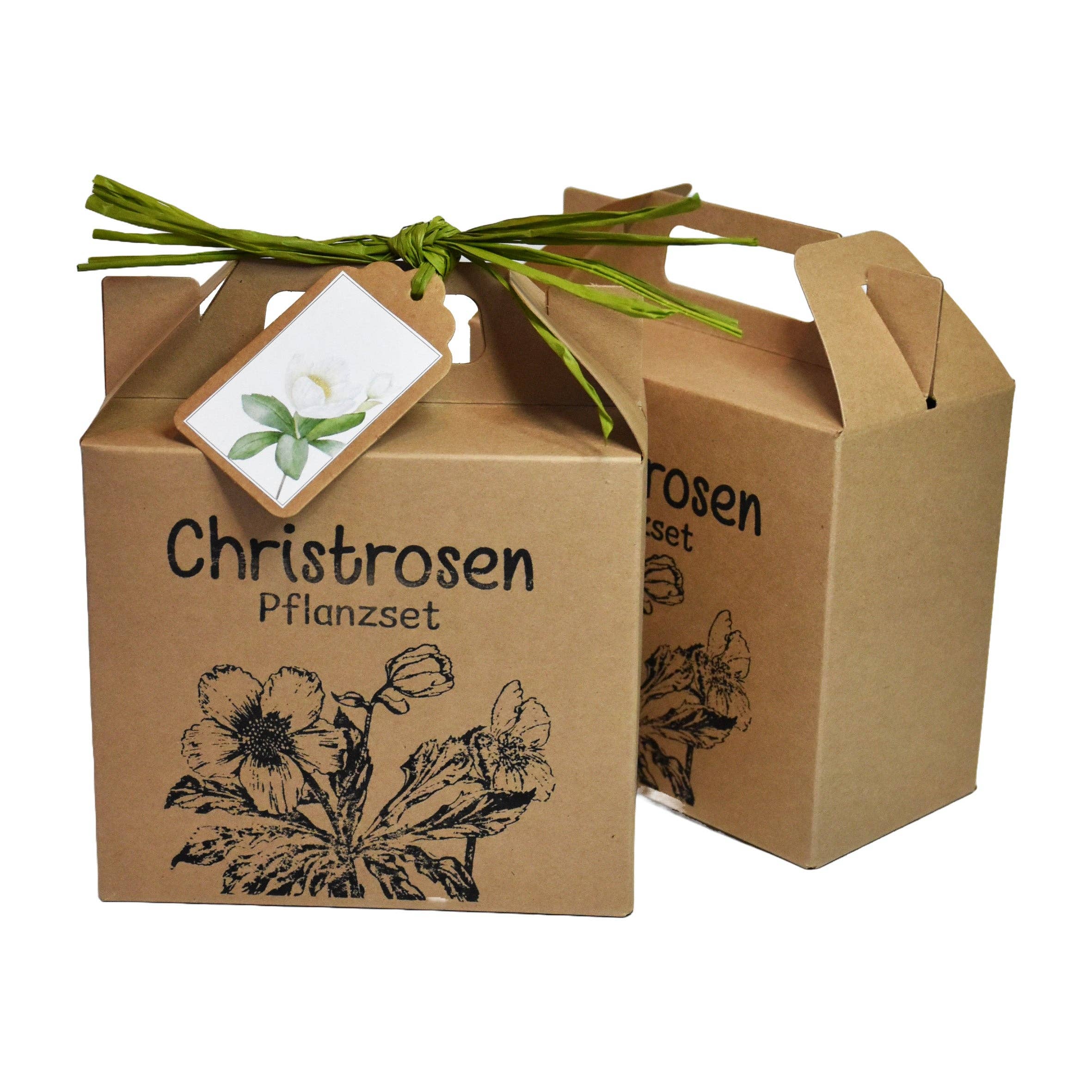 Wunderle GmbH - Wholesale Plant Seeds - Christmas rose growing kit for blooming winters1