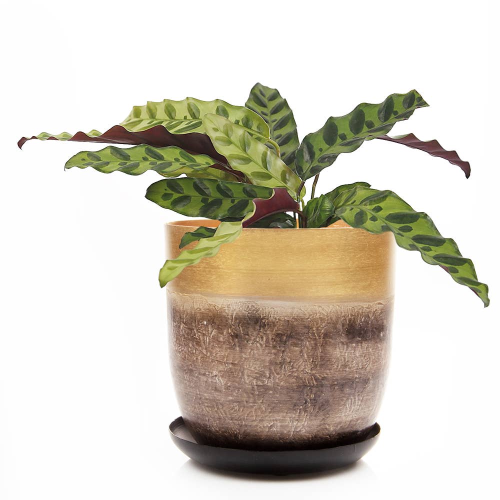 Chive - Wholesale Plant Pot - Joe Metal Flower Pots And Planters With Drainage Hole Saucer5