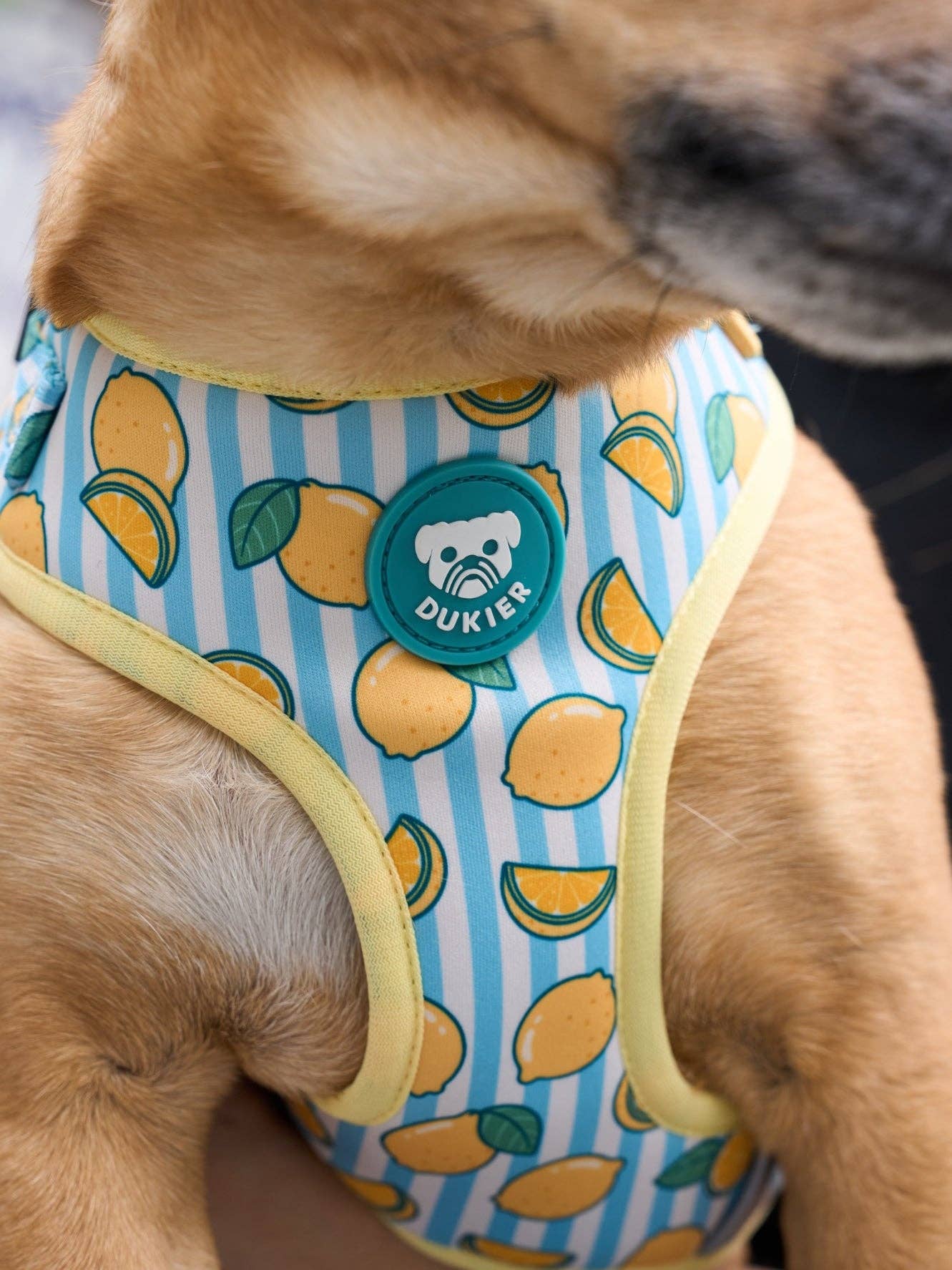 Dukier - Wholesale Pet Harness - Dog - ADJUSTABLE DOG HARNESS LEMONS3