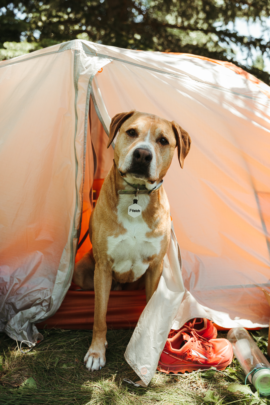 Lifekey - Wholesale Pet Identification Tag - Dog - Easy Green Fetch® Smart Pet Tag11