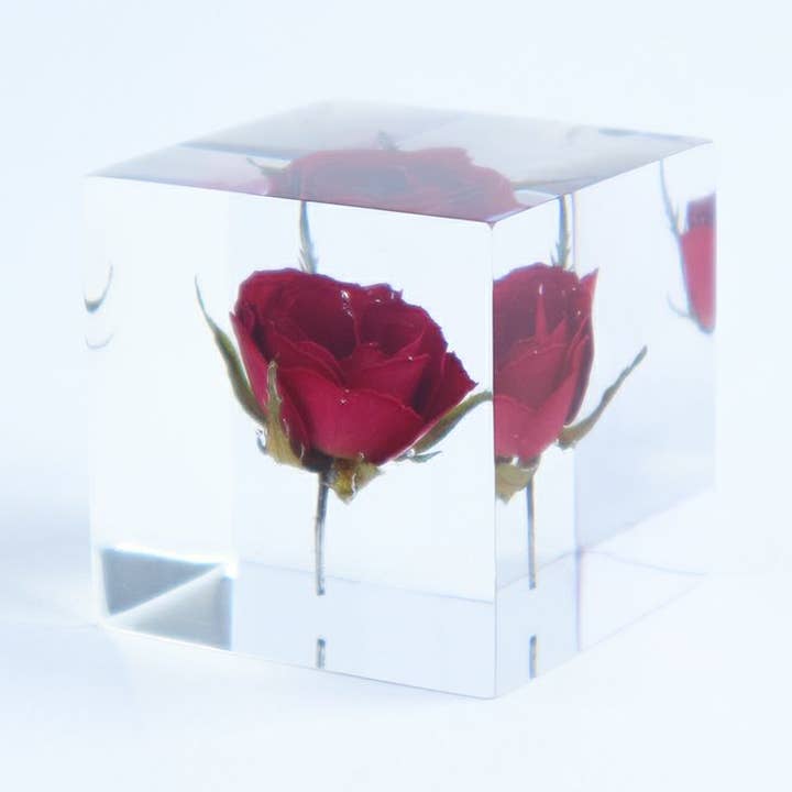 Rose for wholesale by Sola cube