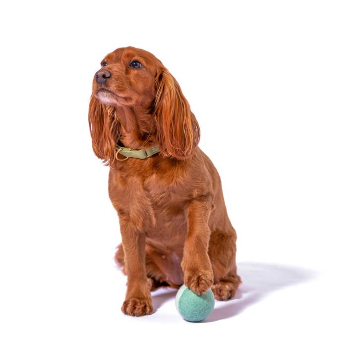 Awoo - Vendita all'ingrosso Palla da riporto - Cani - Trio in feltro Have a Ball