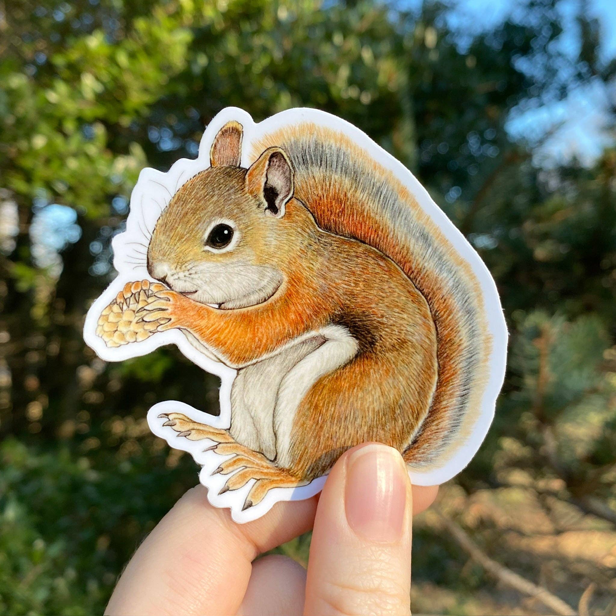 Allison Stoiser Art - Wholesale Sticker - American Red Squirrel Weatherproof Vinyl Sticker0