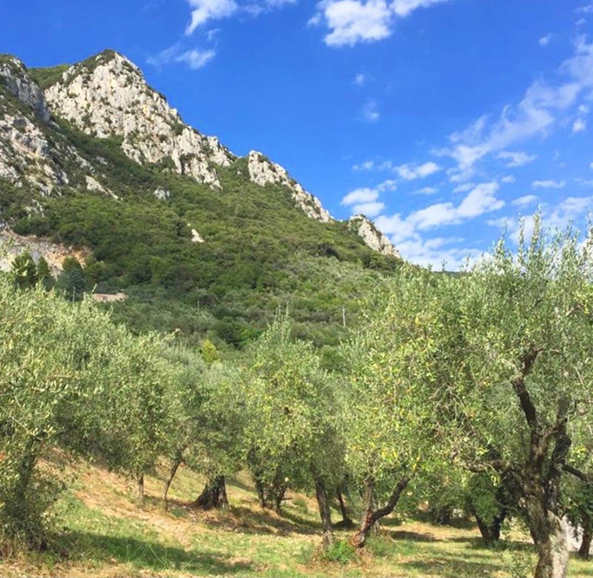 Oleam – Engroshandel Ansigtsserum – Anti-aging stramningseffekt ansigtsserum Fremstillet i Italien8